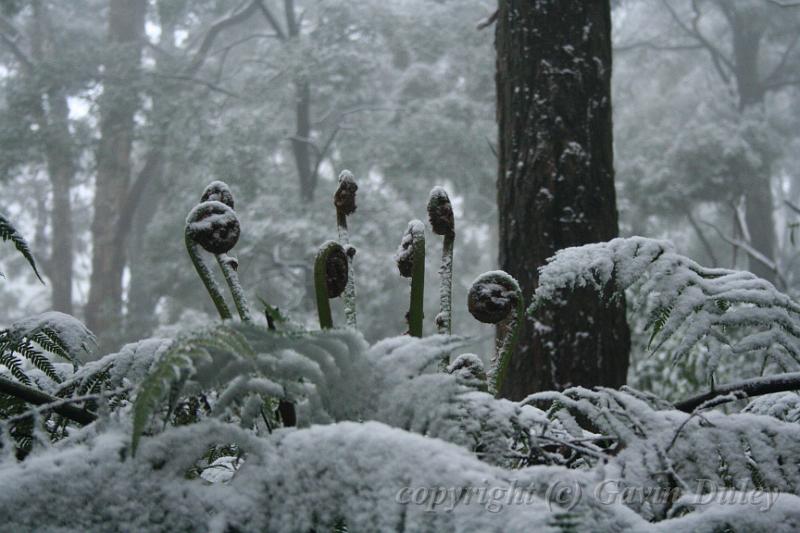 Snow on tree ferns, Sassafras IMG_7672.JPG